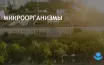Исследование UFRJ: морские микроорганизмы улучшают экологическую устойчивость