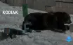 Kodiak отмечают день рождения в стиле Minecraft