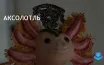Аксолотль: наследие и сохранение уникальной саламандры
