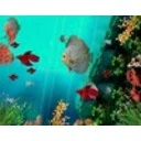 Coral Reef Aquarium 3D Animated Wallpaper