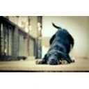 Cat And Dog Screensaver