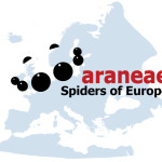 Araneae
