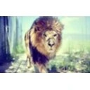 Lion Windows Theme