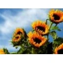 nfsSunflowersHD