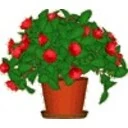 Desktop Plant