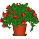 Desktop Plant