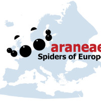 Araneae