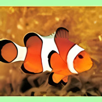 Clownfish for Skype