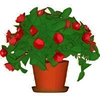 Desktop Plant