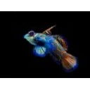 Ocean Life Windows Theme