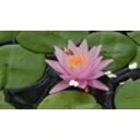 Water Lily Screensaver