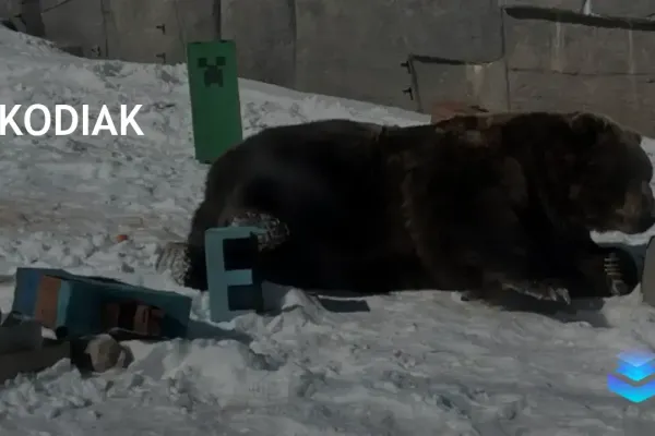 Kodiak отмечают день рождения в стиле Minecraft