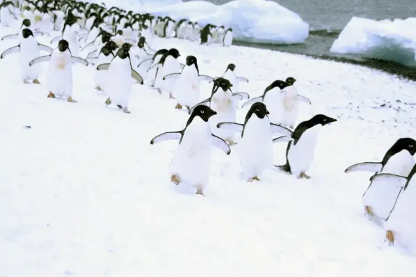 Linux достигает 11% на рынке настольных ПК в 2025 году