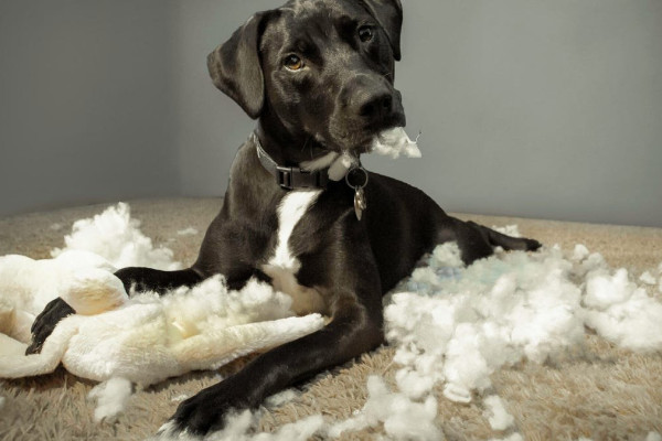 Предприимчивый владелец домашних животных использует старый Android как камеру