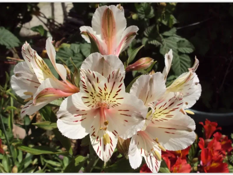 slide for 4 slide for 4