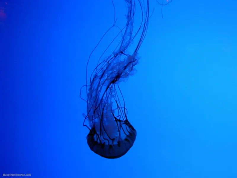 slide for 1 slide for 1