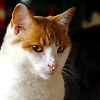 Лена