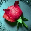 Света