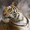 Екатерина Васильева