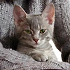 Антон Костин