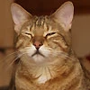 Игорь